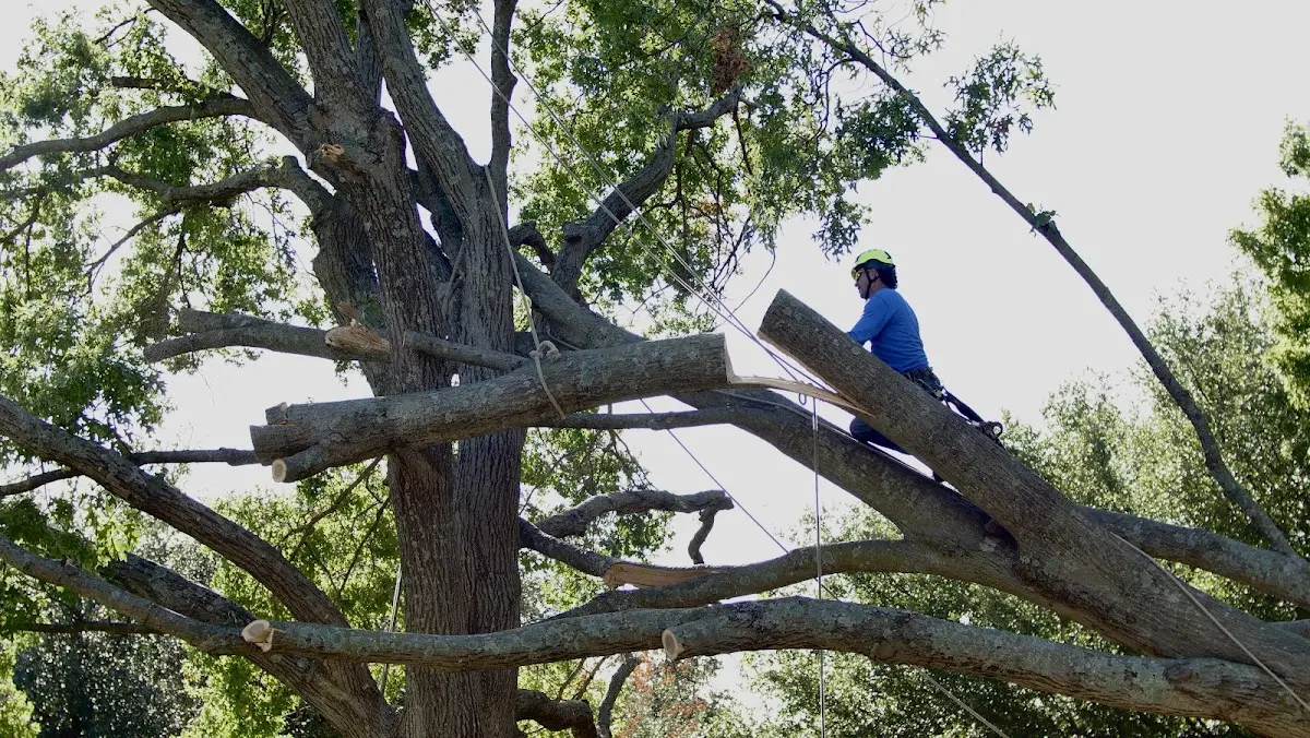 Professional Hazardous Tree Removal performed by certified arborists in Frontenac